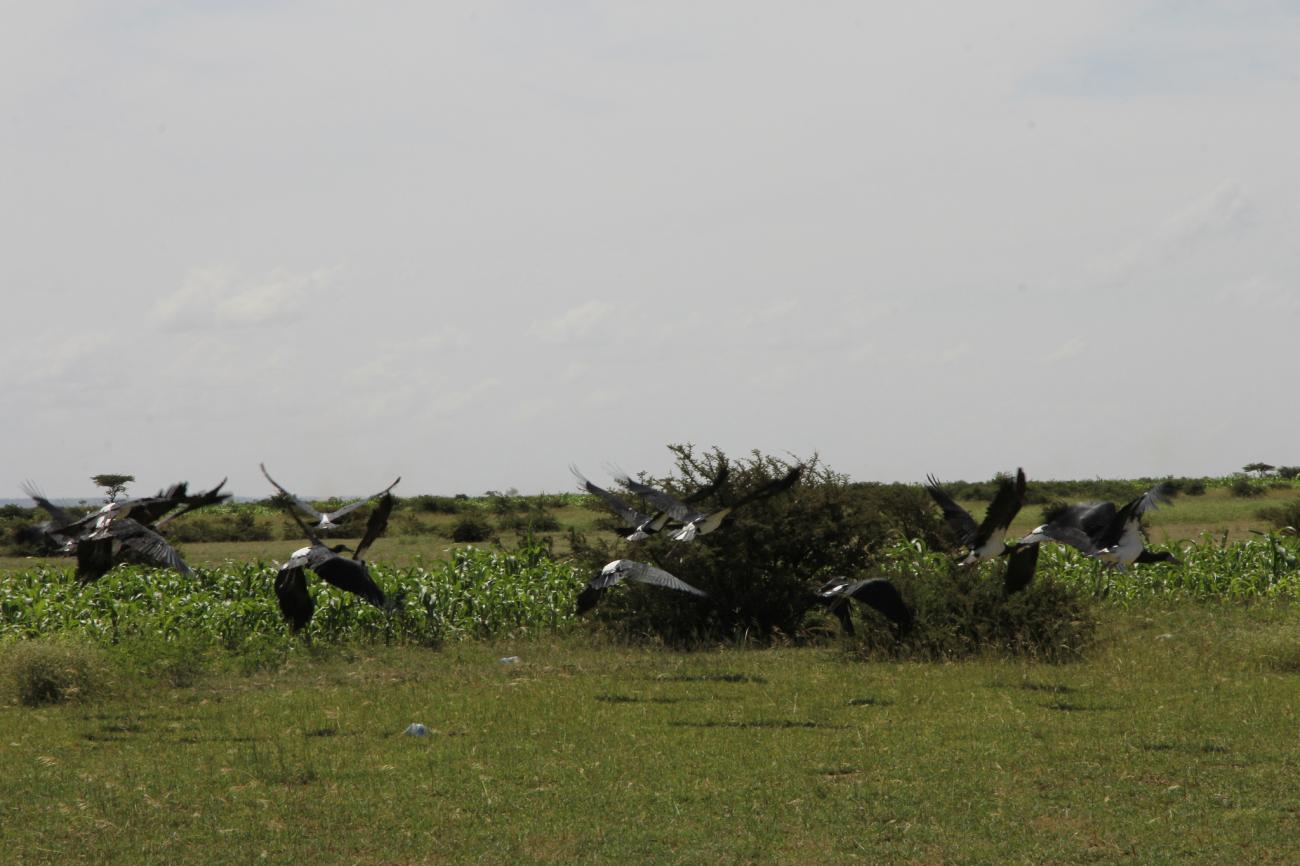 Birds in Somalia Thumbnail