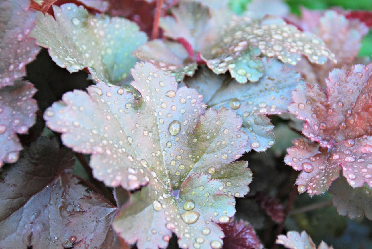 Close up of a plant Thumbnail