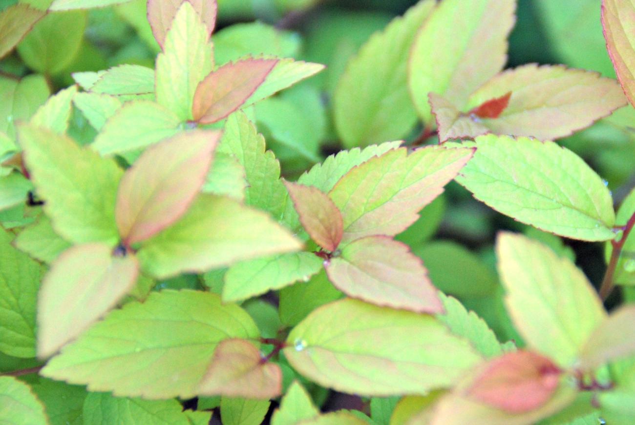 Close up of plant Thumbnail