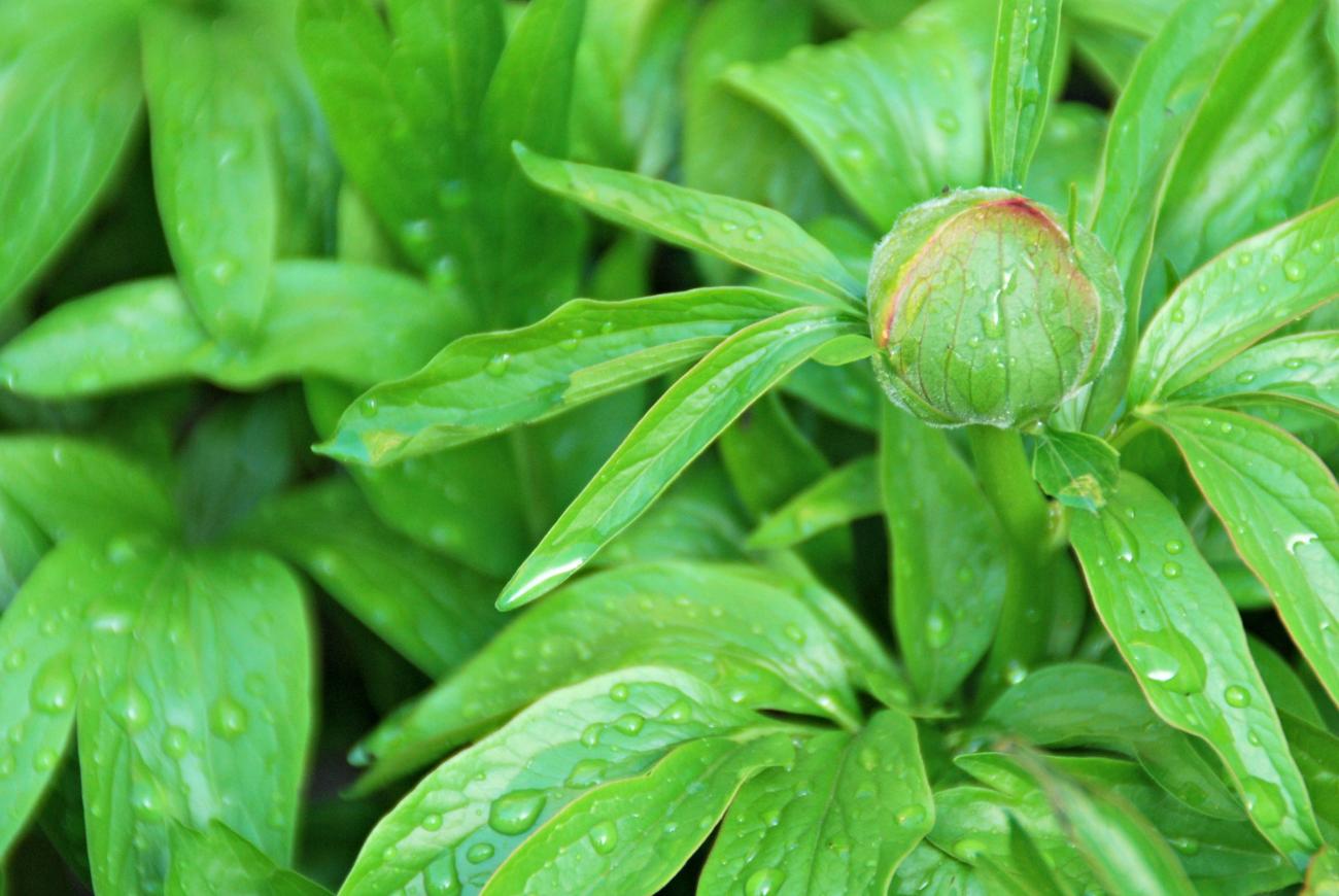 Close up plants Thumbnail