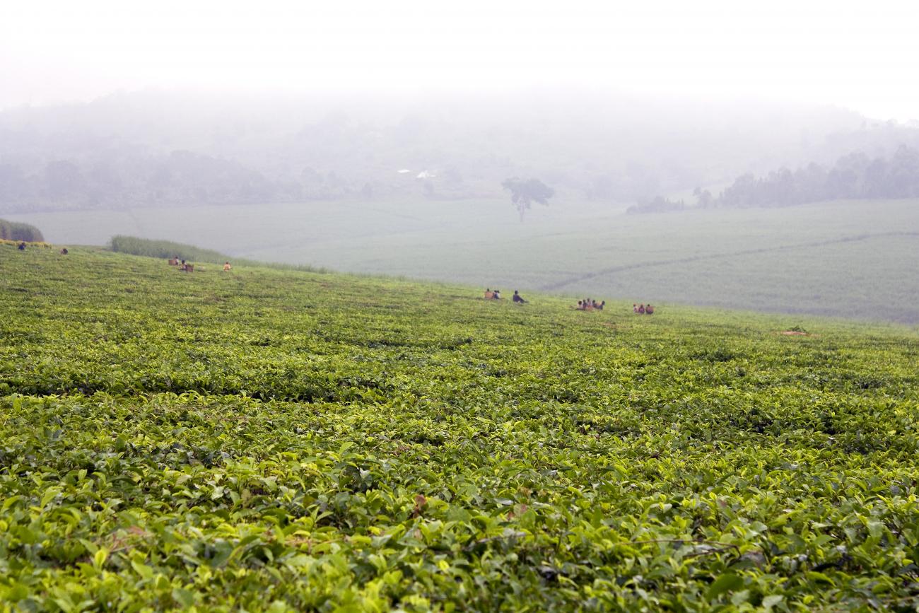 Tea field Thumbnail