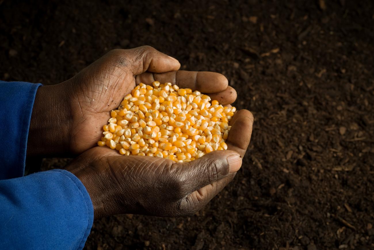 Maize Thumbnail