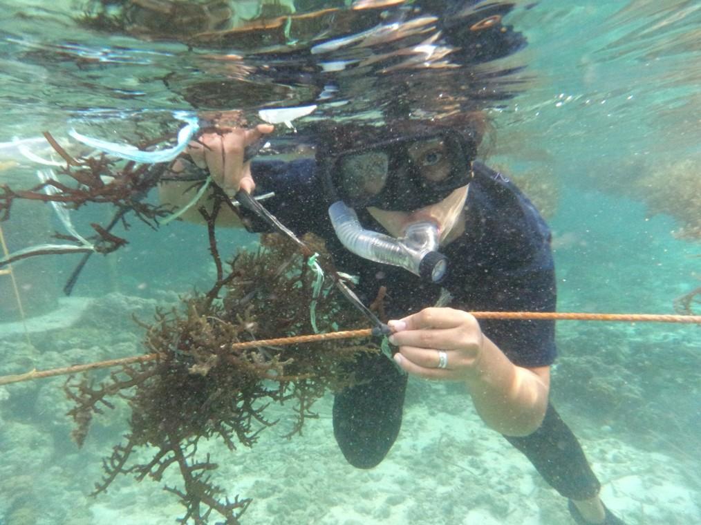 AuthorAID researcher Jonalyn Mateo researching seaweed.