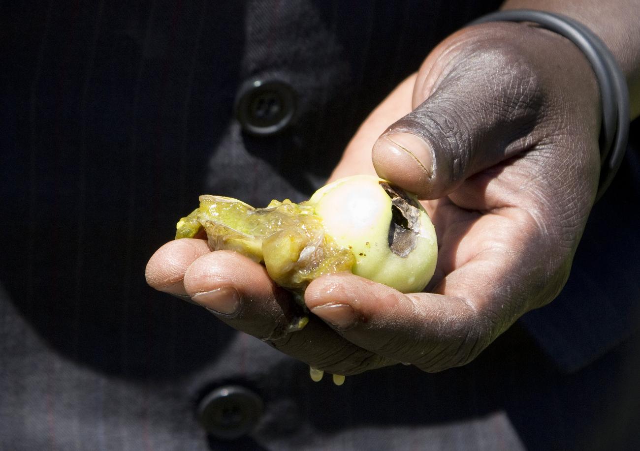 Uganda seed
