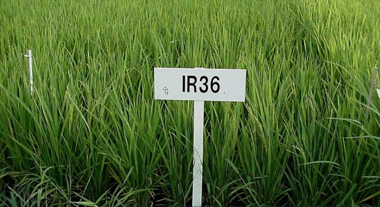 A field of grass with the a white sign displaying IR36 in the forefront