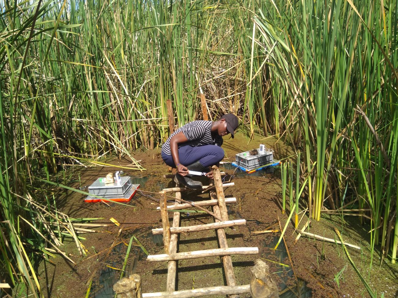 A woman doing fieldwork on a self-built ladder in the Kenyan wetlands
