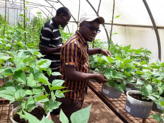 Two men undertaking research in plant laboratory