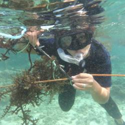 AuthorAID researcher Jonalyn Mateo researching seaweed.