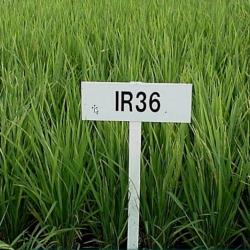 A field of grass with the a white sign displaying IR36 in the forefront
