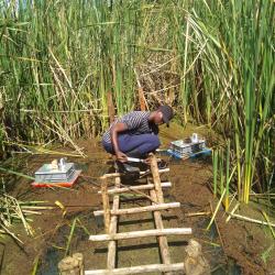 A woman doing fieldwork on a self-built ladder in the Kenyan wetlands